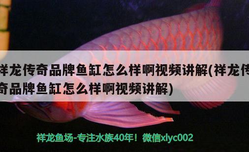 祥龍傳奇品牌魚缸怎么樣啊視頻講解(祥龍傳奇品牌魚缸怎么樣啊視頻講解) 綠皮辣椒小紅龍