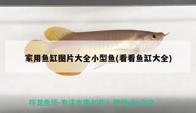 家用魚缸圖片大全小型魚(看看魚缸大全) 成吉思汗鯊（球鯊）魚