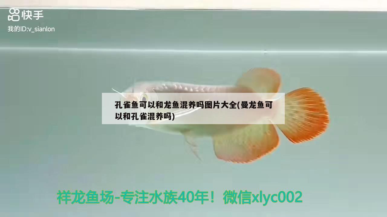 孔雀魚可以和龍魚混養(yǎng)嗎圖片大全(曼龍魚可以和孔雀混養(yǎng)嗎) 玫瑰銀版魚