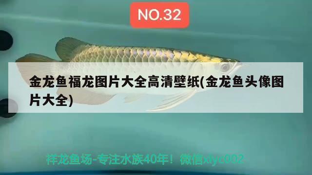 金龍魚福龍圖片大全高清壁紙(金龍魚頭像圖片大全)