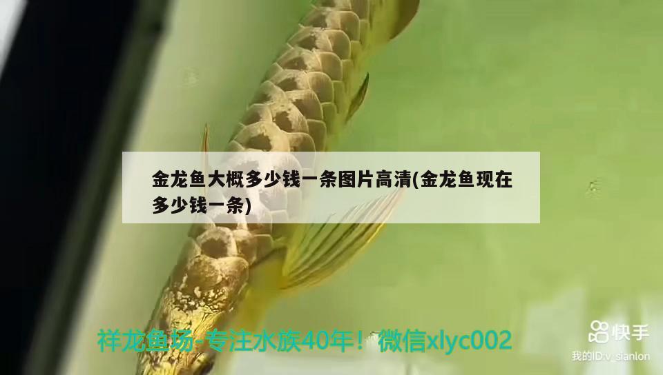 金龍魚(yú)大概多少錢(qián)一條圖片高清(金龍魚(yú)現(xiàn)在多少錢(qián)一條)