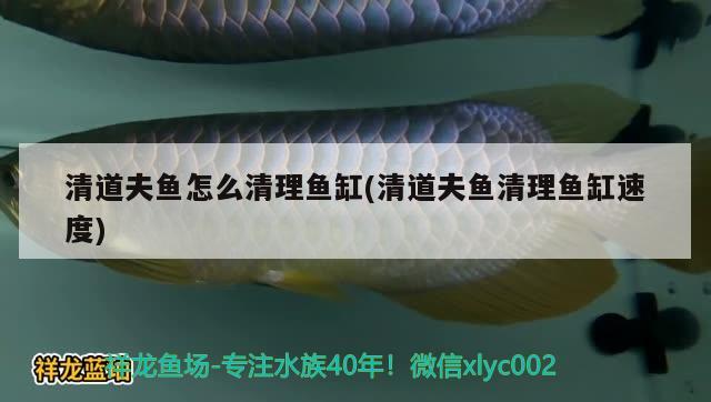 清道夫魚怎么清理魚缸(清道夫魚清理魚缸速度) 玫瑰銀版魚