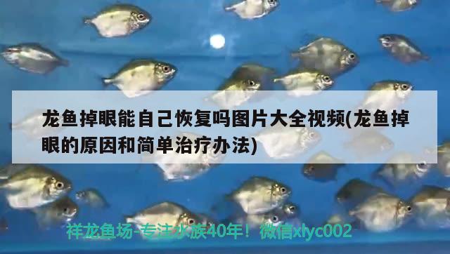 龍魚掉眼能自己恢復(fù)嗎圖片大全視頻(龍魚掉眼的原因和簡單治療辦法) 戰(zhàn)車紅龍魚