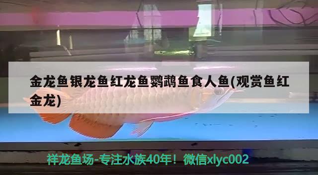 金龍魚銀龍魚紅龍魚鸚鵡魚食人魚(觀賞魚紅金龍)