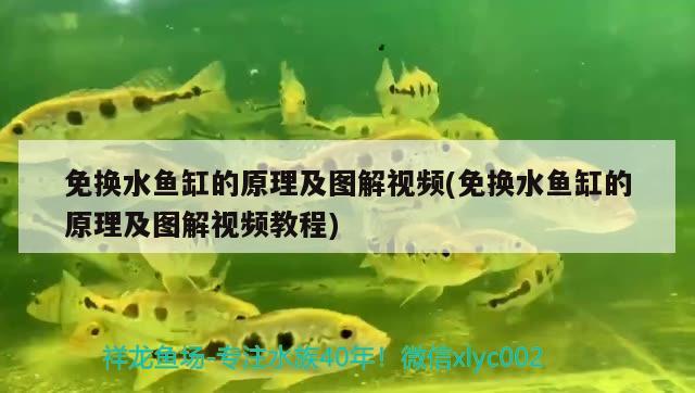 免換水魚(yú)缸的原理及圖解視頻(免換水魚(yú)缸的原理及圖解視頻教程) 硝化細(xì)菌