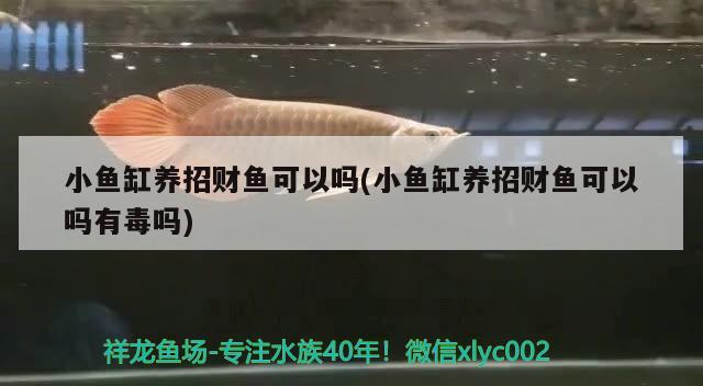 小魚缸養(yǎng)招財魚可以嗎(小魚缸養(yǎng)招財魚可以嗎有毒嗎)