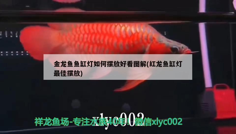 金龍魚魚缸燈如何擺放好看圖解(紅龍魚缸燈最佳擺放) 泰國虎魚（泰虎） 第2張