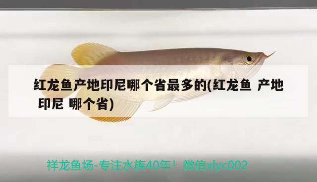 紅龍魚產(chǎn)地印尼哪個省最多的(紅龍魚產(chǎn)地印尼哪個省) 大日玉鯖魚