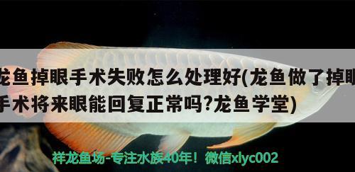 龍魚掉眼手術(shù)失敗怎么處理好(龍魚做了掉眼手術(shù)將來眼能回復(fù)正常嗎?龍魚學(xué)堂) 白化巴西龜（白巴） 第3張