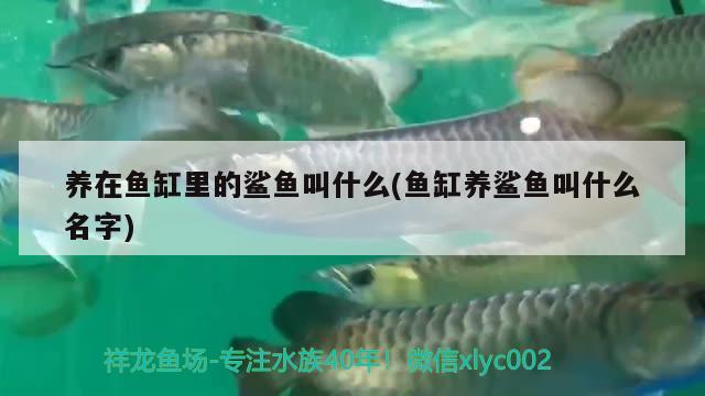 養(yǎng)在魚缸里的鯊魚叫什么(魚缸養(yǎng)鯊魚叫什么名字) 南美異形觀賞魚