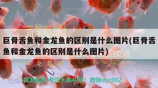 巨骨舌魚和金龍魚的區(qū)別是什么圖片(巨骨舌魚和金龍魚的區(qū)別是什么圖片) 巨骨舌魚