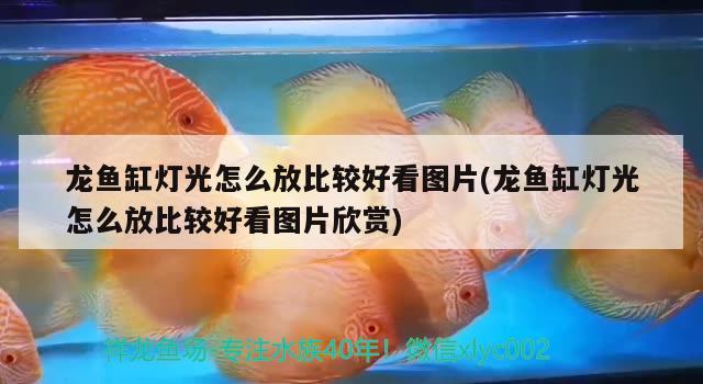 龍魚缸燈光怎么放比較好看圖片(龍魚缸燈光怎么放比較好看圖片欣賞) 其他益生菌