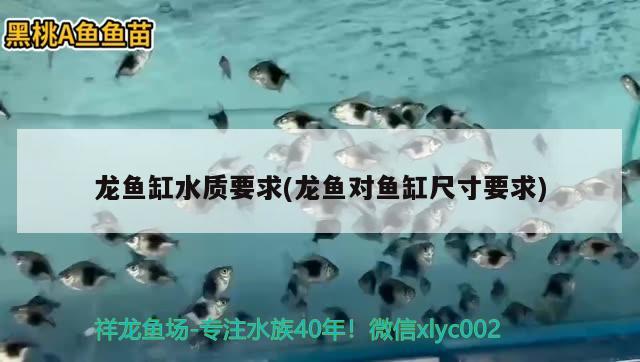 龍魚缸水質(zhì)要求(龍魚對魚缸尺寸要求)