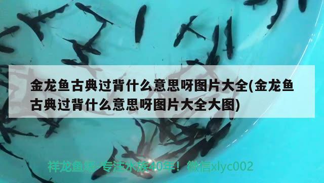 金龍魚(yú)古典過(guò)背什么意思呀圖片大全(金龍魚(yú)古典過(guò)背什么意思呀圖片大全大圖) 養(yǎng)魚(yú)知識(shí)