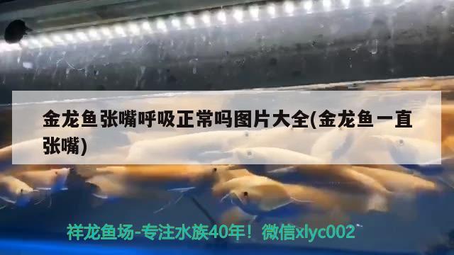 金龍魚張嘴呼吸正常嗎圖片大全(金龍魚一直張嘴) 觀賞蝦蟹等飼料 第2張