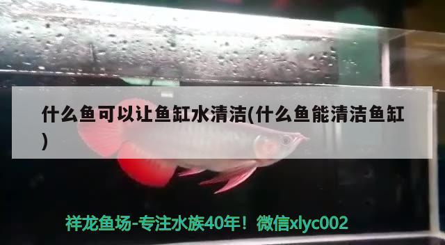 什么魚可以讓魚缸水清潔(什么魚能清潔魚缸)