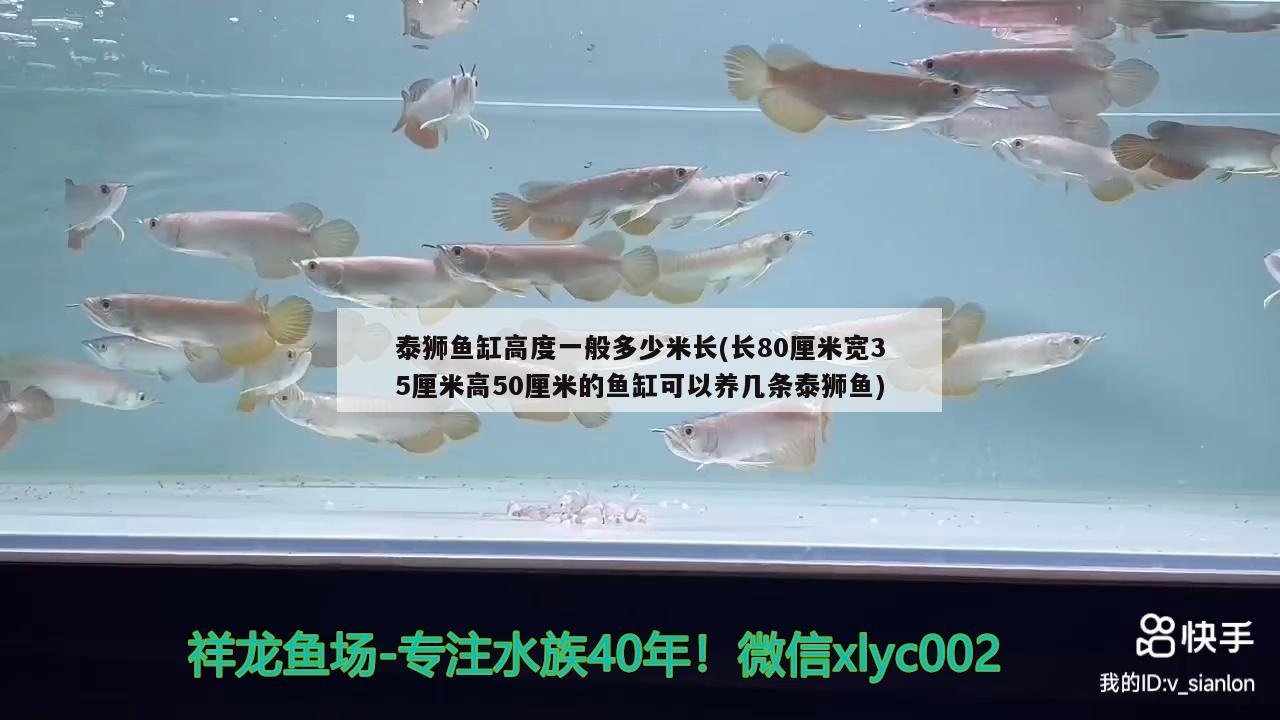 泰獅魚缸高度一般多少米長(長80厘米寬35厘米高50厘米的魚缸可以養(yǎng)幾條泰獅魚)