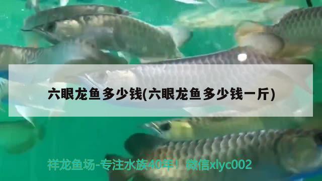 六眼龍魚多少錢(六眼龍魚多少錢一斤) 過背金龍魚