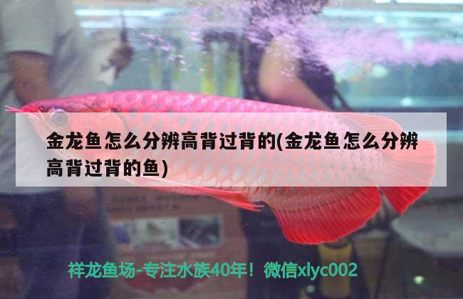 金龍魚怎么分辨高背過背的(金龍魚怎么分辨高背過背的魚)