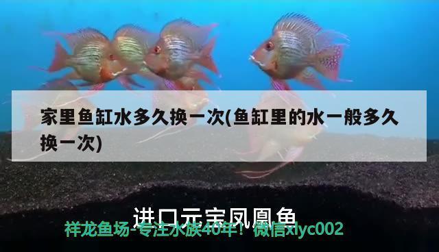 家里魚缸水多久換一次(魚缸里的水一般多久換一次) 非洲象鼻魚