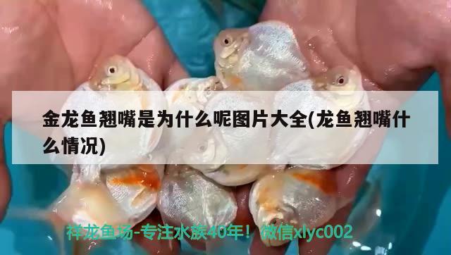 金龍魚翹嘴是為什么呢圖片大全(龍魚翹嘴什么情況)