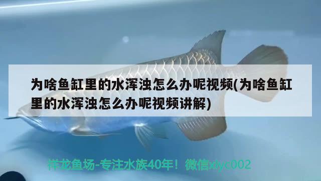 為啥魚(yú)缸里的水渾濁怎么辦呢視頻(為啥魚(yú)缸里的水渾濁怎么辦呢視頻講解) 祥龍魚(yú)場(chǎng)