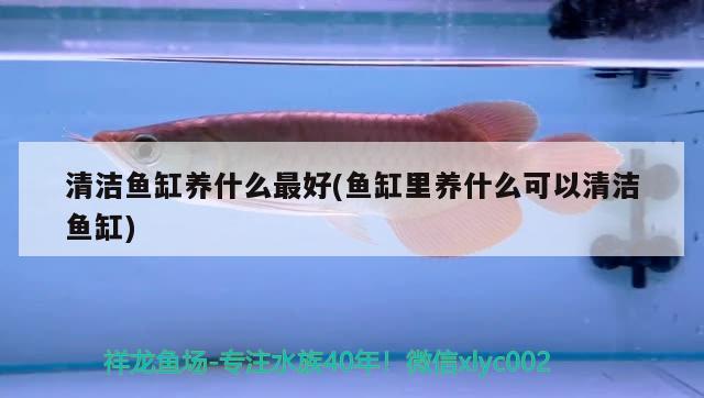 清潔魚缸養(yǎng)什么最好(魚缸里養(yǎng)什么可以清潔魚缸) 埃及神仙魚