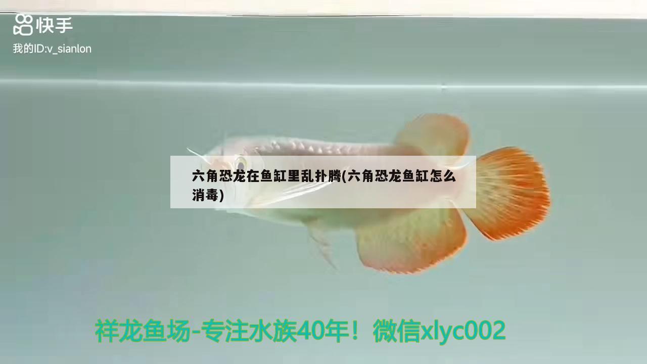 六角恐龍在魚缸里亂撲騰(六角恐龍魚缸怎么消毒) 一眉道人魚苗