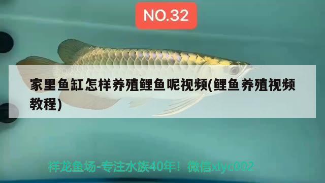 家里魚缸怎樣養(yǎng)殖鯉魚呢視頻(鯉魚養(yǎng)殖視頻教程) 祥龍進口元寶鳳凰魚