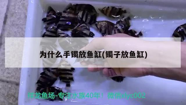 為什么手鐲放魚缸(鐲子放魚缸) 狗頭魚