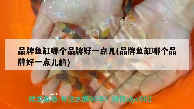 品牌魚缸哪個品牌好一點兒(品牌魚缸哪個品牌好一點兒的)