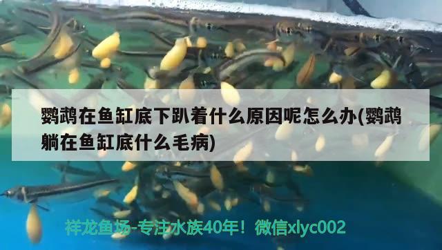 鸚鵡在魚缸底下趴著什么原因呢怎么辦(鸚鵡躺在魚缸底什么毛病) 鸚鵡魚