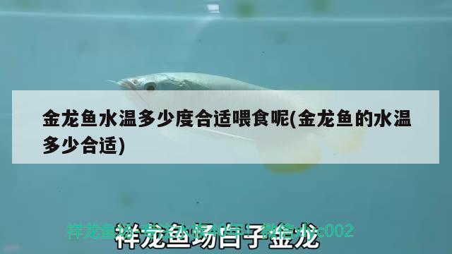 金龍魚水溫多少度合適喂食呢(金龍魚的水溫多少合適) 黑白雙星魚