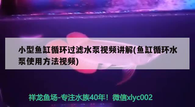 小型魚缸循環(huán)過濾水泵視頻講解(魚缸循環(huán)水泵使用方法視頻) 黃金夢幻雷龍魚