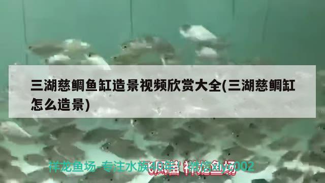 三湖慈鯛魚缸造景視頻欣賞大全(三湖慈鯛缸怎么造景) 龍魚專用燈