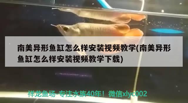 南美異形魚缸怎么樣安裝視頻教學(xué)(南美異形魚缸怎么樣安裝視頻教學(xué)下載) 粗線銀版魚