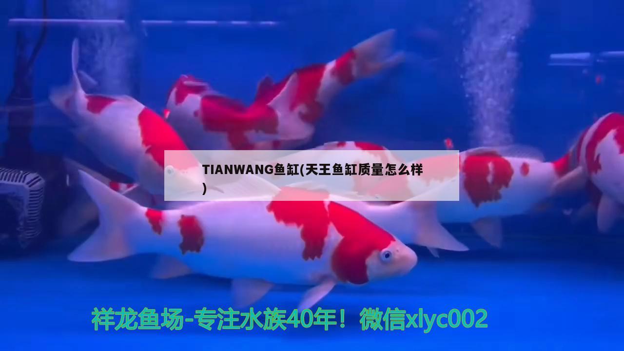 TIANWANG魚(yú)缸(天王魚(yú)缸質(zhì)量怎么樣) 祥龍魚(yú)場(chǎng)其他產(chǎn)品