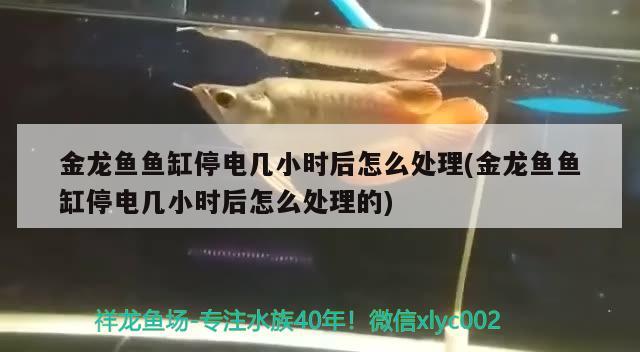 金龍魚魚缸停電幾小時(shí)后怎么處理(金龍魚魚缸停電幾小時(shí)后怎么處理的) 胭脂孔雀龍魚