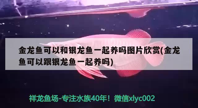 金龍魚可以和銀龍魚一起養(yǎng)嗎圖片欣賞(金龍魚可以跟銀龍魚一起養(yǎng)嗎) 銀龍魚