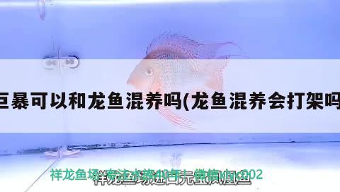 巨暴可以和龍魚混養(yǎng)嗎(龍魚混養(yǎng)會打架嗎) 黃寬帶蝴蝶魚