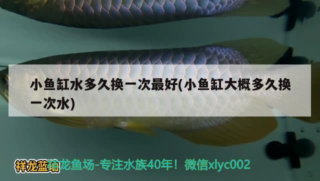 小魚(yú)缸水多久換一次最好(小魚(yú)缸大概多久換一次水) 養(yǎng)魚(yú)知識(shí)