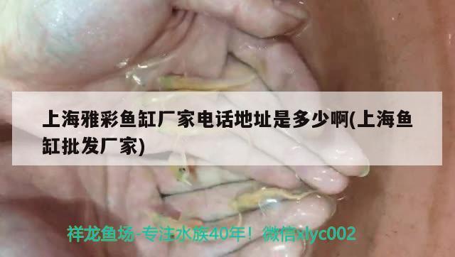 上海雅彩魚缸廠家電話地址是多少啊(上海魚缸批發(fā)廠家) 青龍魚