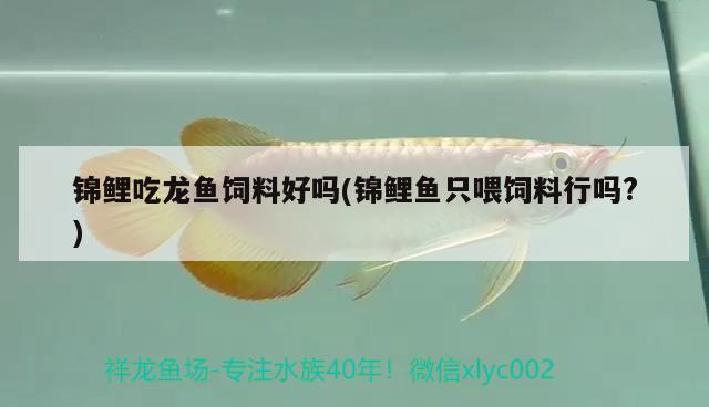 錦鯉吃龍魚飼料好嗎(錦鯉魚只喂飼料行嗎?)