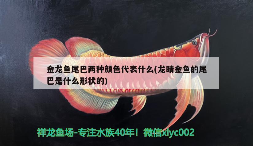 金龍魚尾巴兩種顏色代表什么(龍睛金魚的尾巴是什么形狀的)