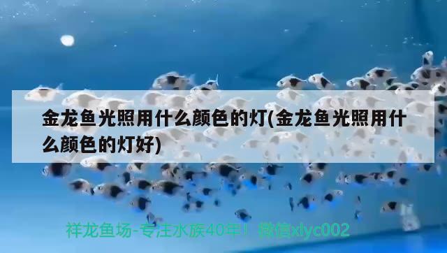 金龍魚光照用什么顏色的燈(金龍魚光照用什么顏色的燈好) 黃金斑馬魚