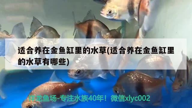 適合養(yǎng)在金魚缸里的水草(適合養(yǎng)在金魚缸里的水草有哪些)