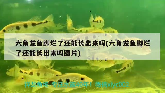 六角龍魚腳爛了還能長出來嗎(六角龍魚腳爛了還能長出來嗎圖片)