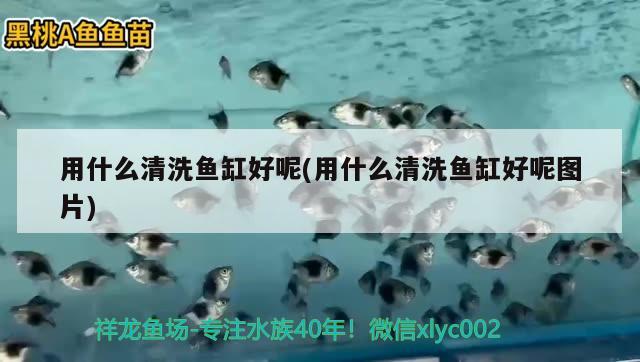 用什么清洗魚缸好呢(用什么清洗魚缸好呢圖片)