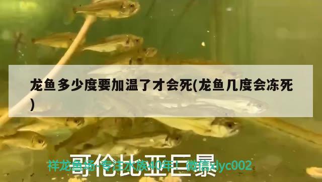 龍魚(yú)多少度要加溫了才會(huì)死(龍魚(yú)幾度會(huì)凍死)