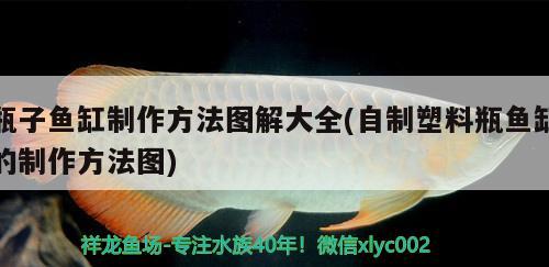 瓶子魚缸制作方法圖解大全(自制塑料瓶魚缸的制作方法圖)